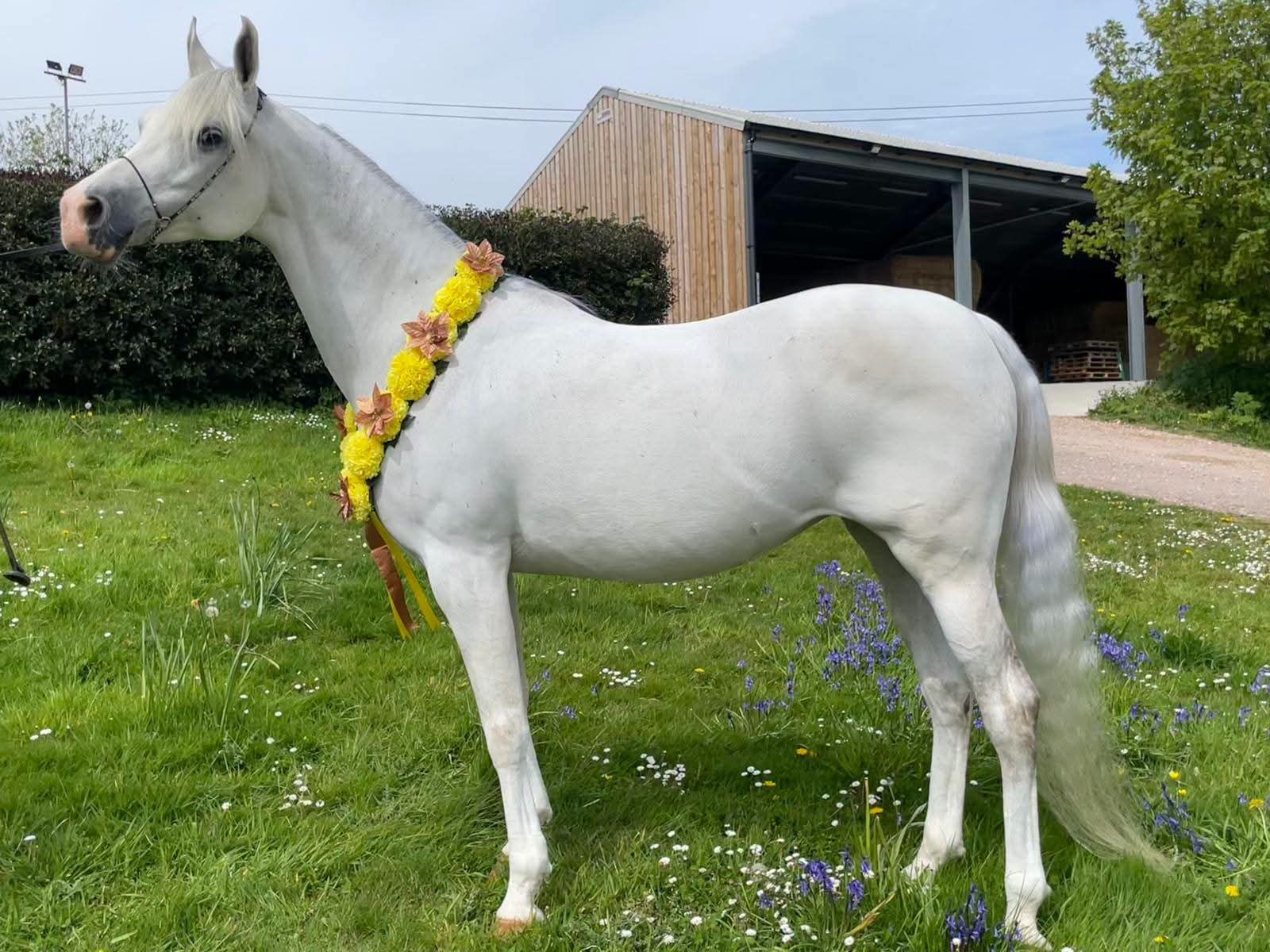 Princess Castra SBM — Gold Senior Mare Champion, Bicton SWAG Spring Show 2026