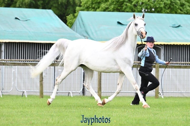 Princess Castra SBM — Best brood mare, Royal Cornwall Show 2026