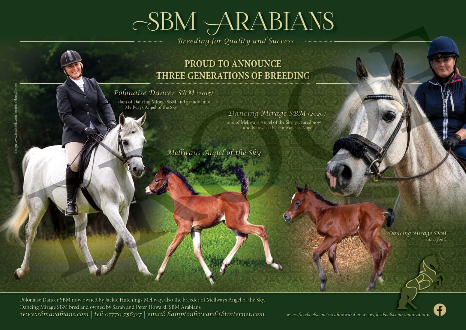 Three generations of SBM breeding advert featuring Dancing Mirage SBM and his first filly